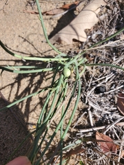 Antistrophus pisum