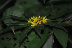 Lysimachia paridiformis