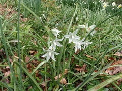 Ornithogalum nutans