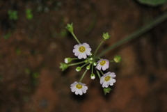 Androsace paxiana