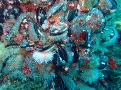 Aulacomya atra capensis