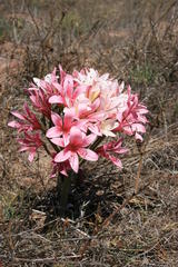 Ammocharis longifolia