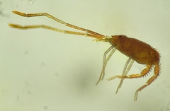 Erythraeoidea