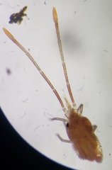 Erythraeoidea