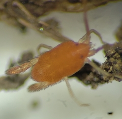 Erythraeoidea