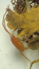 Erythraeoidea