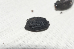 Cychrus tuberculatus