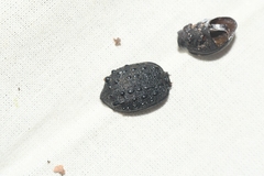 Cychrus tuberculatus