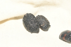 Cychrus tuberculatus