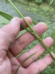 Leptochloa panicoides