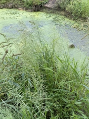 Leptochloa panicoides