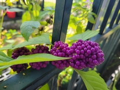 Callicarpa americana