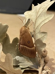 Lasiocampa quercus