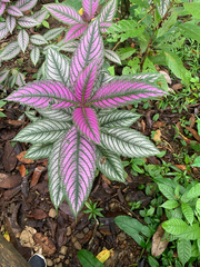 Strobilanthes auriculata