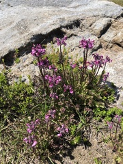 Pedicularis ornithorhynchos