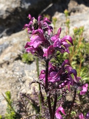 Pedicularis ornithorhynchos