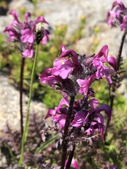 Pedicularis ornithorhynchos