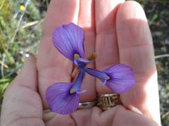 Moraea tripetala tripetala