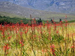 Watsonia angusta