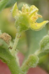 Tetragonia decumbens