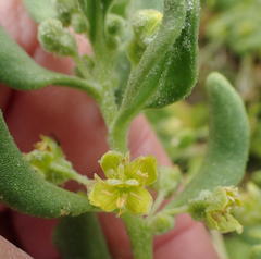 Tetragonia decumbens