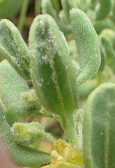 Tetragonia decumbens