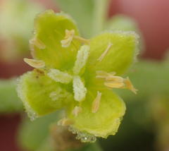 Tetragonia decumbens