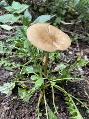 Oudemansiella radicata
