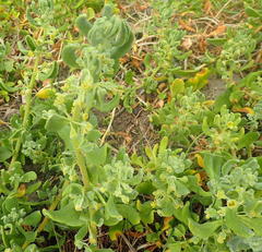 Tetragonia decumbens