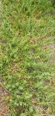 Tetragonia decumbens