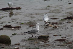 Chroicocephalus cirrocephalus poiocephalus
