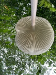 Oudemansiella radicata