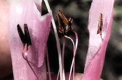 Erica diaphana