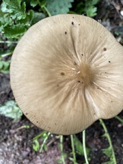 Oudemansiella radicata