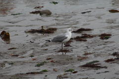Chroicocephalus cirrocephalus poiocephalus