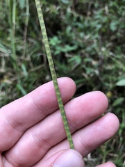 Rottboellia tessellata