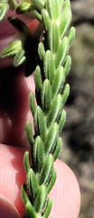 Erica diaphana