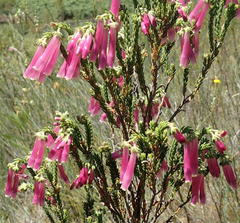 Erica diaphana