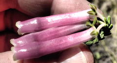 Erica diaphana
