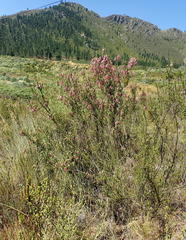 Erica diaphana