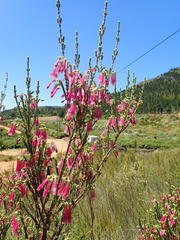 Erica diaphana