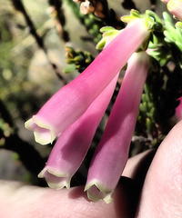 Erica diaphana
