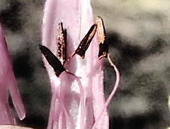 Erica diaphana