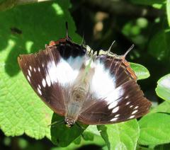 Charaxes ethalion ethalion