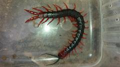 Cormocephalus nitidus