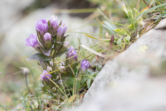 Gentianella ramosa