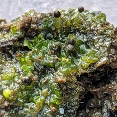 Fossombronia wondraczekii