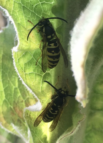 Prairie Yellowjacket photo 5