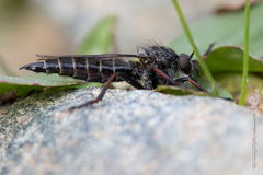Stilpnogaster aemula
