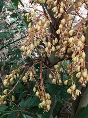 Erythrorchis altissima